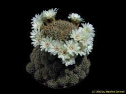 Sulcorebutia breviflora v. laui L314 1240